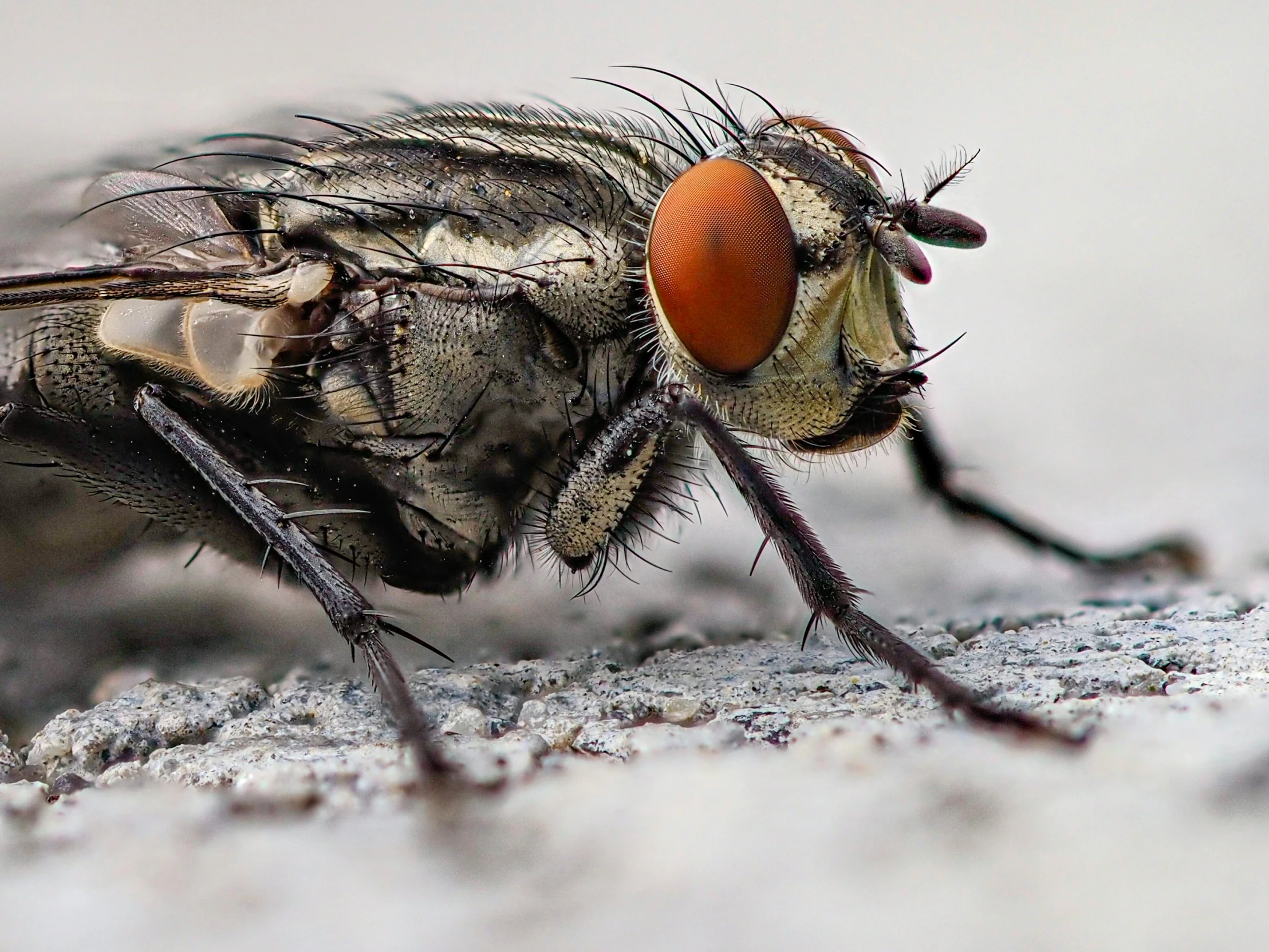 close up of a fly insect in profile