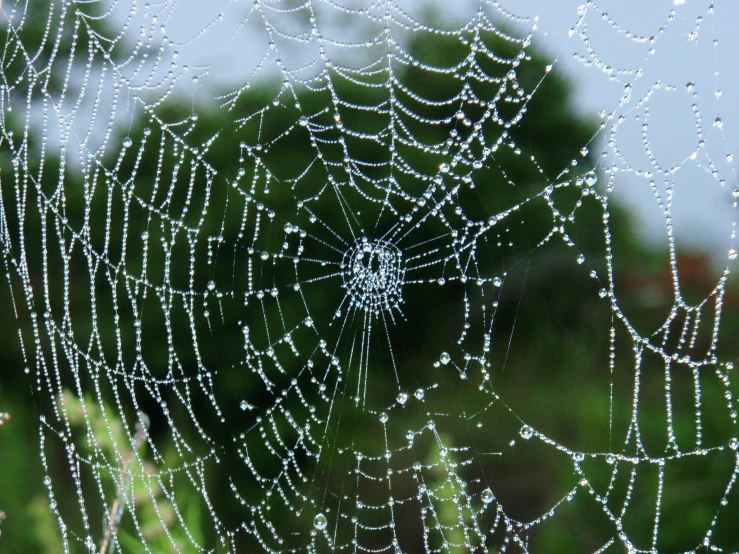 some water droplets sitting on the surface of a spider web