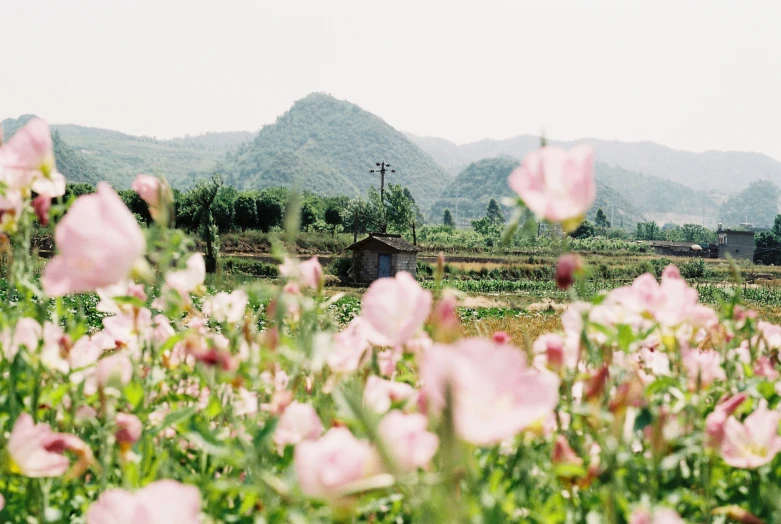 the flowers are in bloom near a building