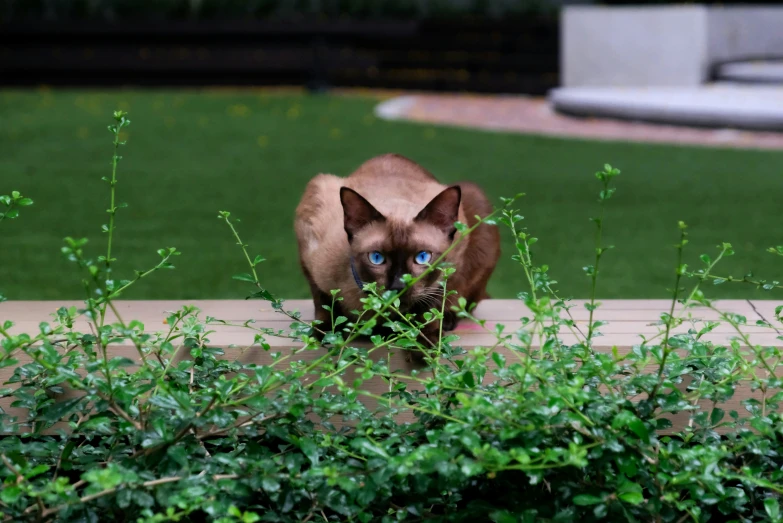 the cat is standing on the ledge looking at soing