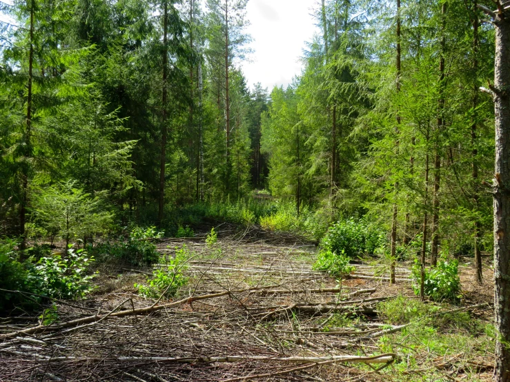 a forest that has a trail going through it