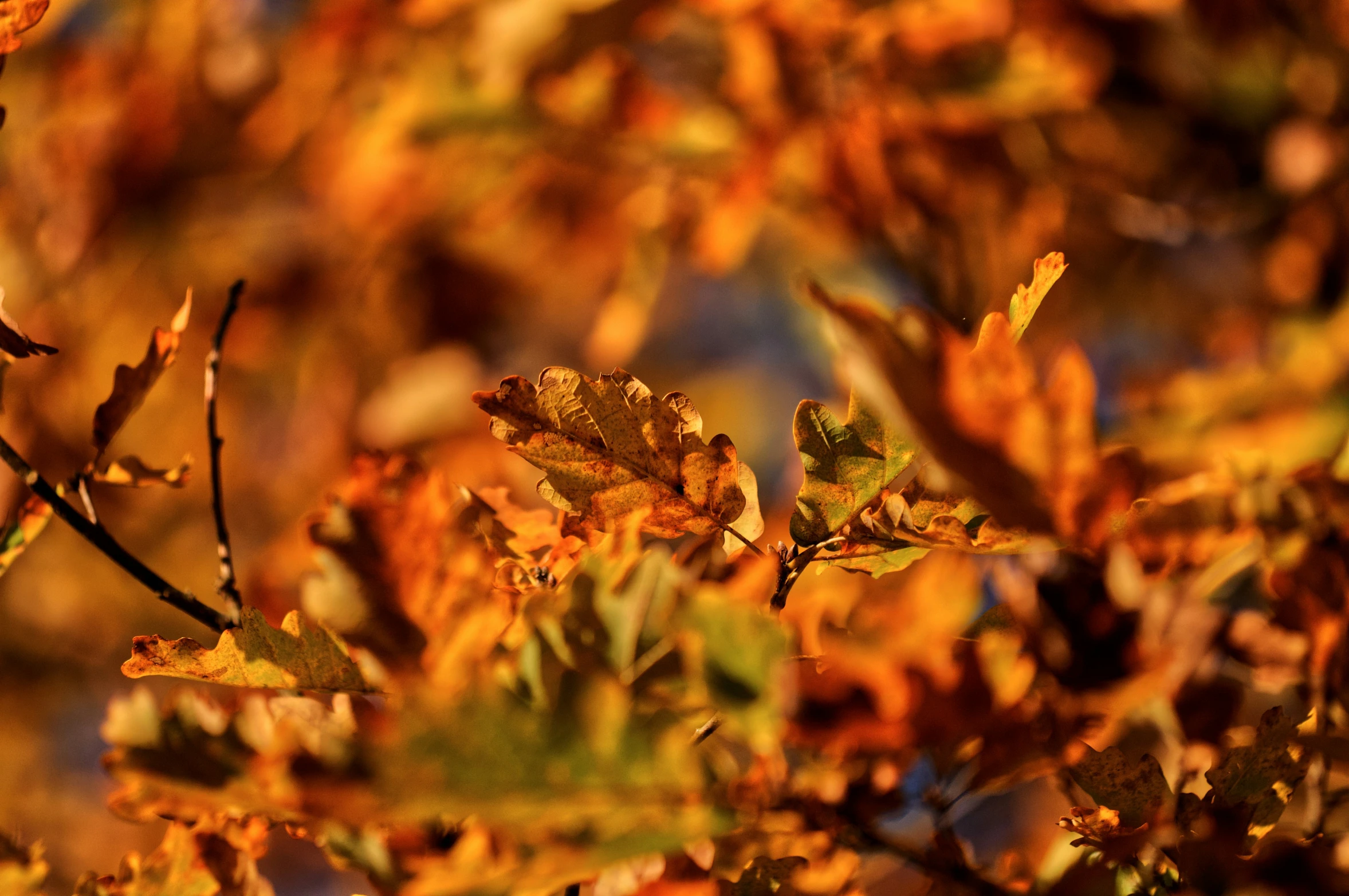 some very pretty leaves in a big tree