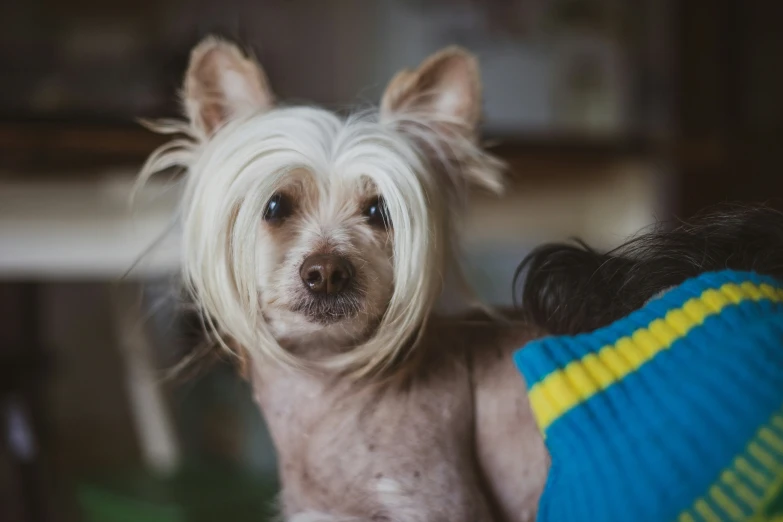 a dog with a blue shirt and blond hair is sitting