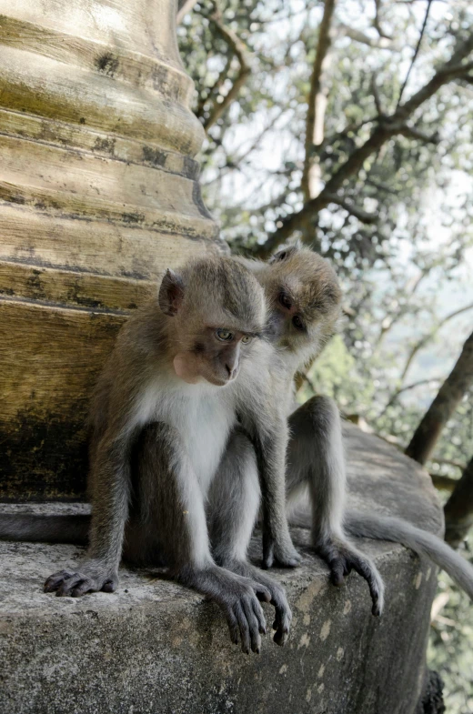 two monkeys are sitting on the side of a pillar