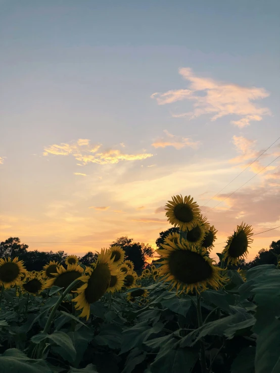 there is a sunflower that has grown in the field