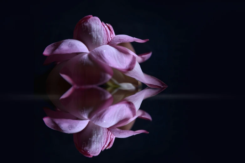 a pink flower with some dark background