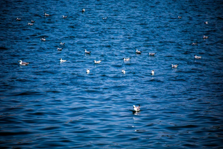 a body of water filled with lots of birds