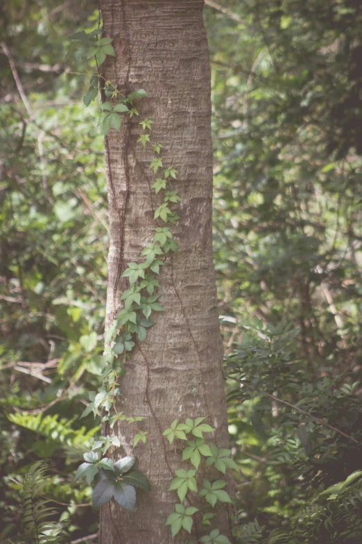 tree with many leaves on it, next to some trees