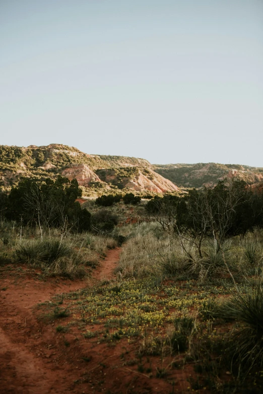 a horse in the distance with a path running between them