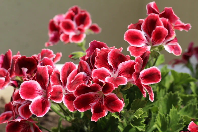 a group of red and white flowers in a pot