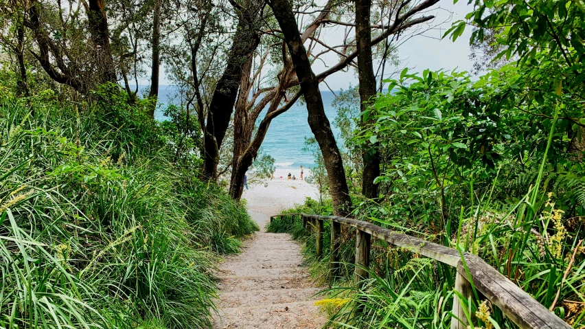 a path going through trees near a beach