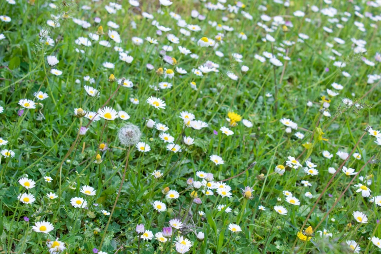 a field full of flowers and daisies in the grass
