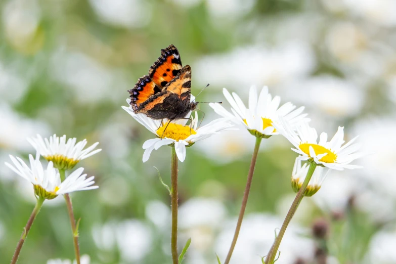 a lone erfly sits on a daisies in the flower field