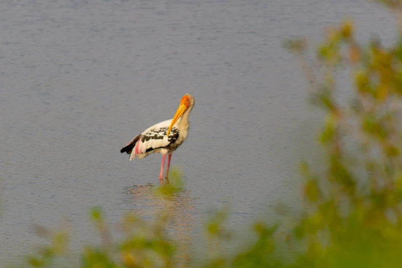 a bird standing in the water with a yellow beak