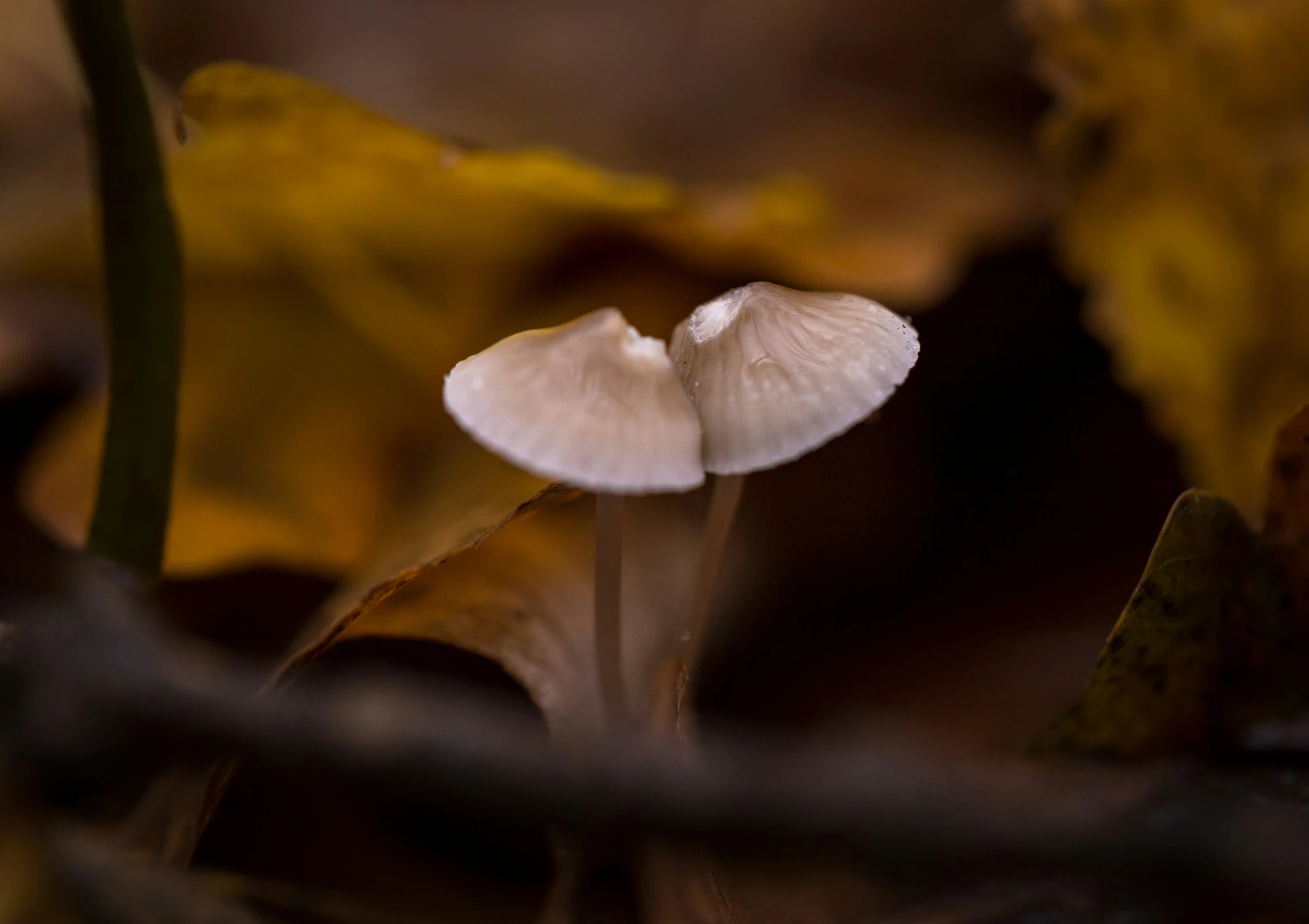 a mushroom growing out of leaves in the forest