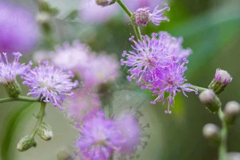 a close - up of a purple flower on a stem