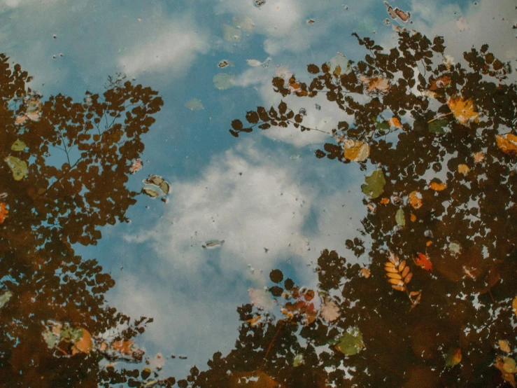 an image of a tree and a sky reflected in the water