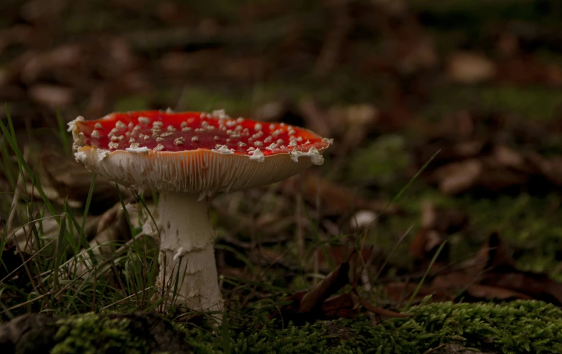 the top part of the mushroom sits on the ground