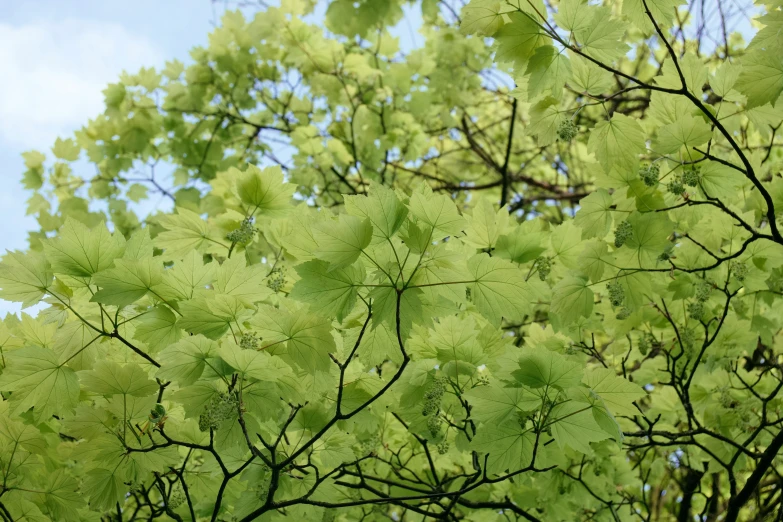 a close up of some very nice tree leaves