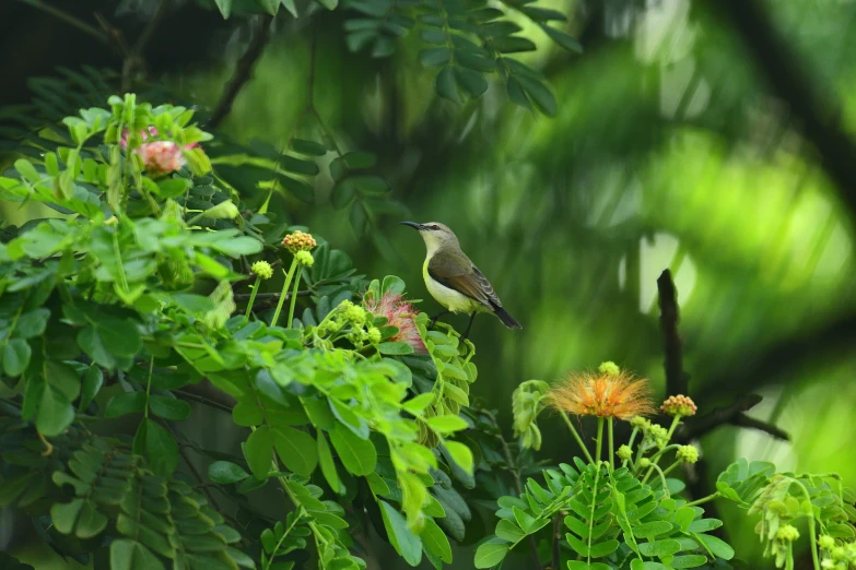 there is a small bird on top of plants