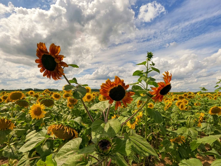 a field of sunflowers under blue skies with clouds