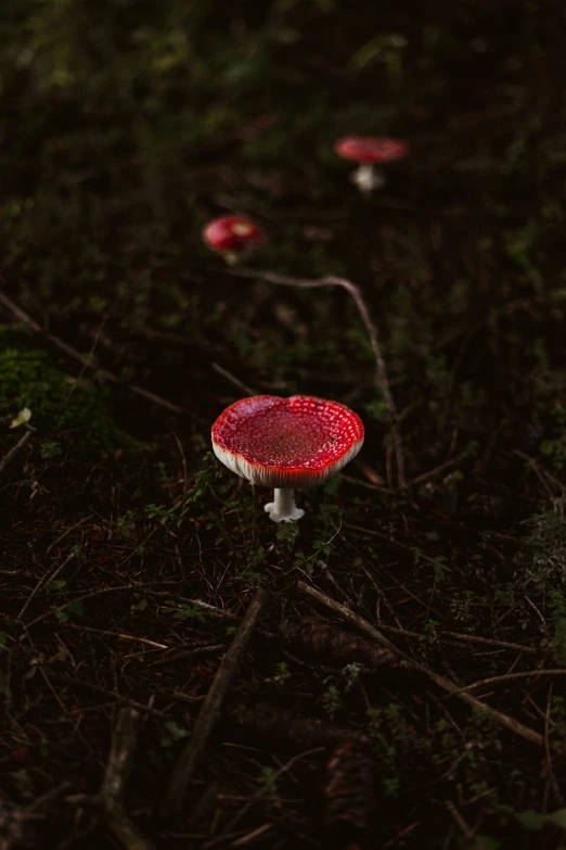 three small red mushrooms growing on the ground