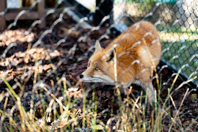 an image of a brown fox looking around in a pen