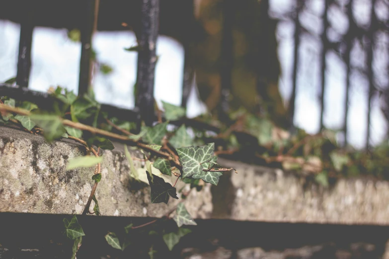 some leaves growing on top of an old concrete box