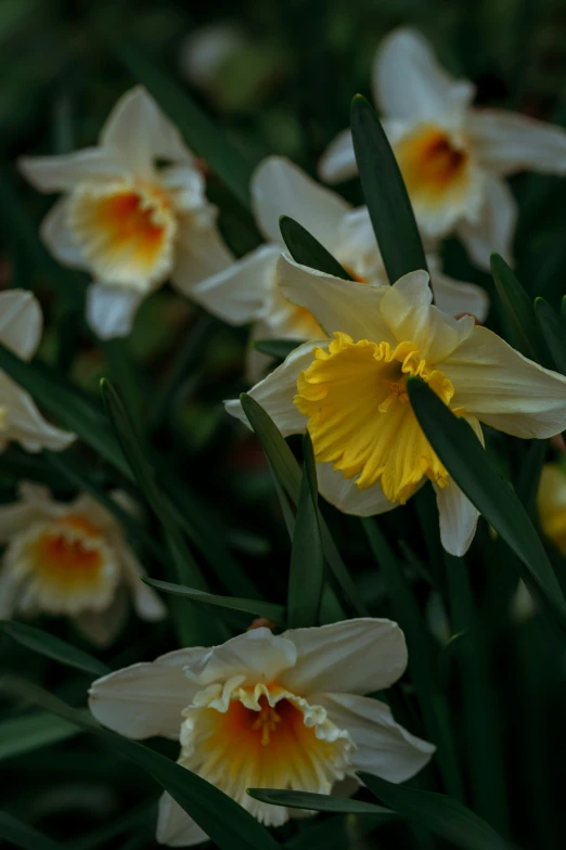 yellow flowers are standing out in the green leaves