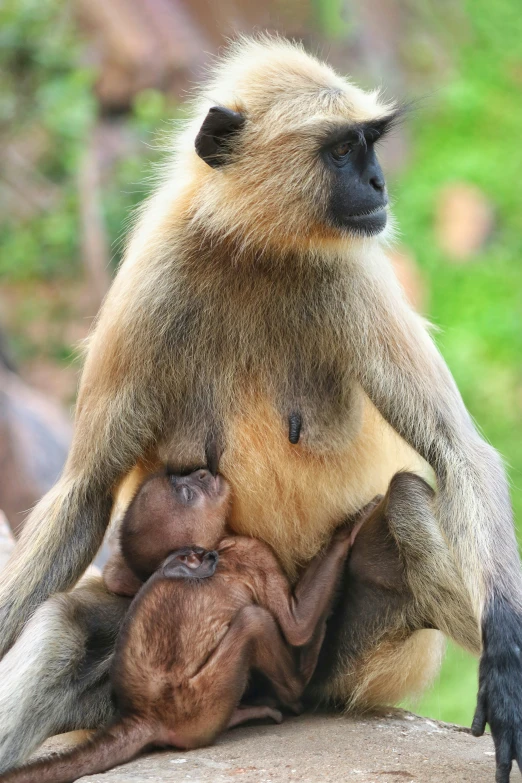 a mother and her baby on a rock together