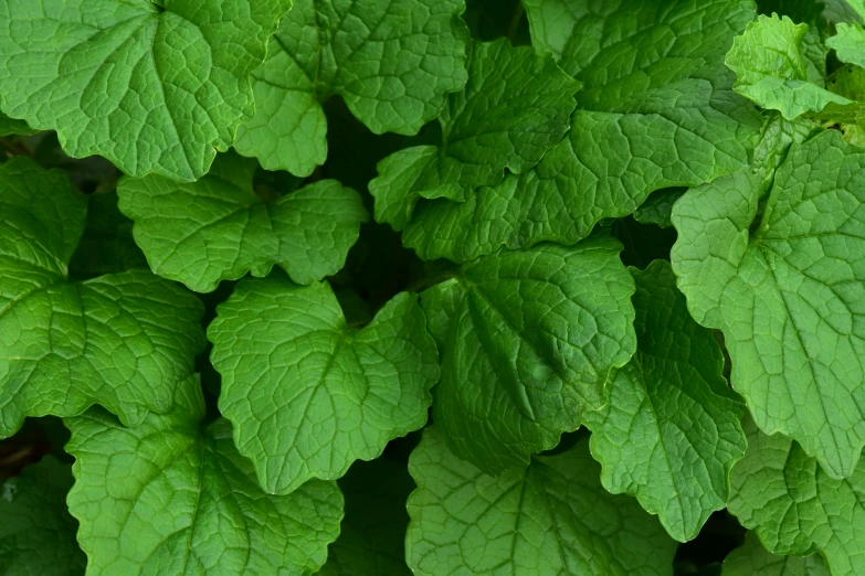 the leaves of a plant are very green