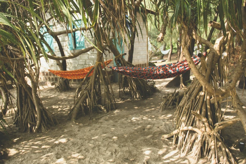 a couple of hammocks that are in a tree