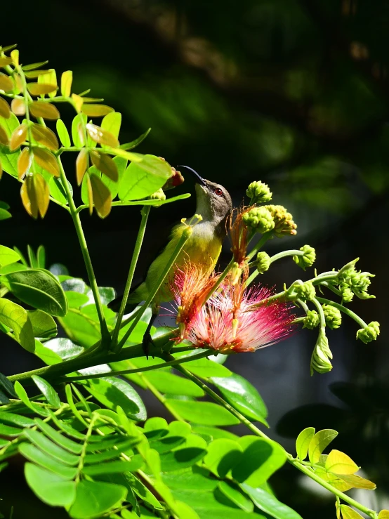 a bird that is sitting on a flower