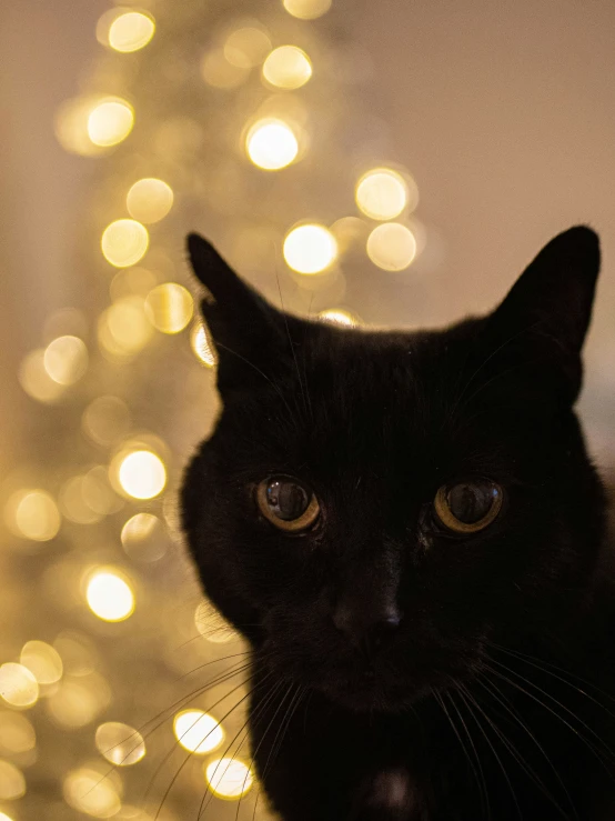 a black cat sitting next to a window