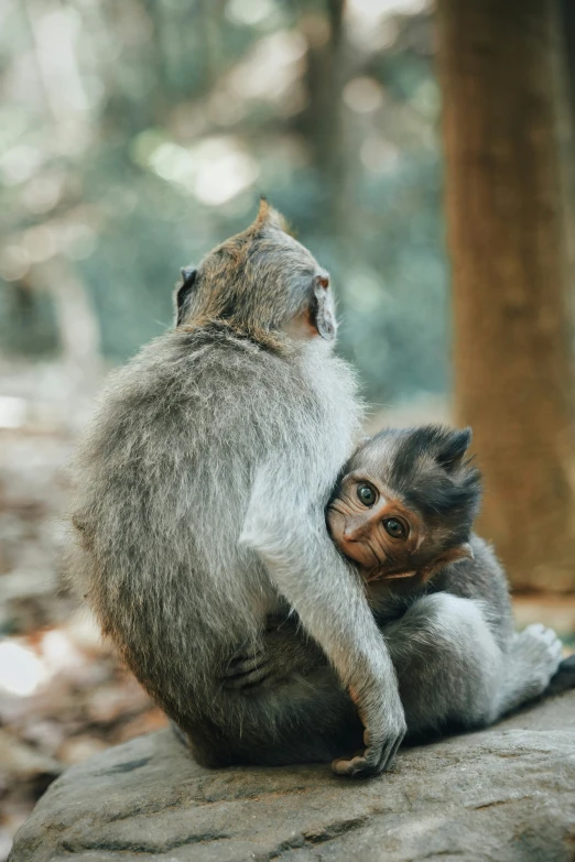 a small monkey sitting on a rock holding on to it's back