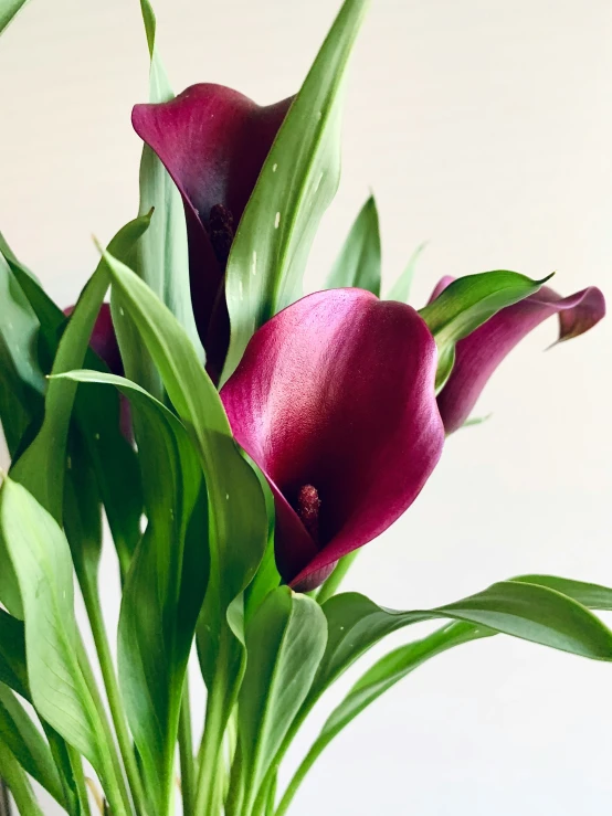 a purple tulip in a vase on a table