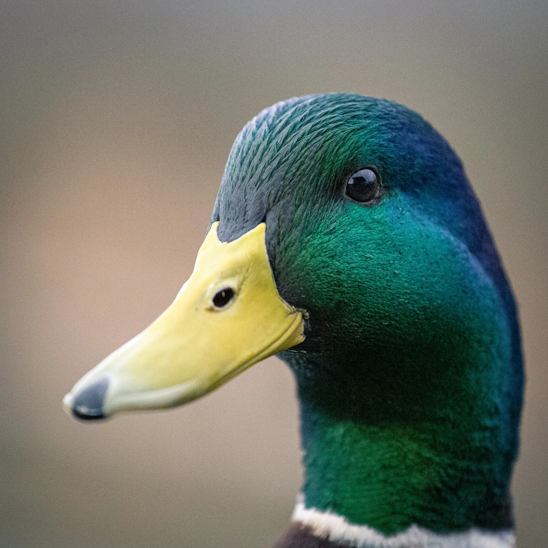 the profile of a green duck with a yellow bill