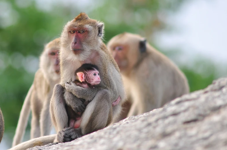 some monkeys are hanging on to a tree and a woman is standing by it