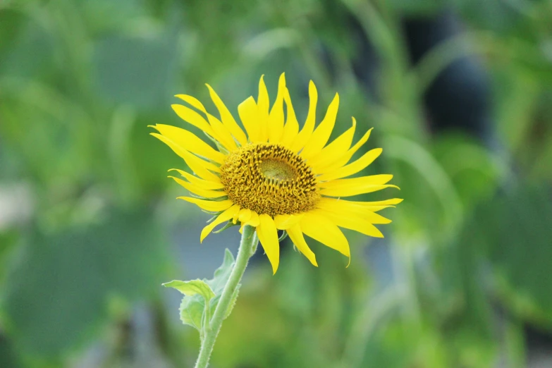 a sunflower is growing on a stalk with green grass