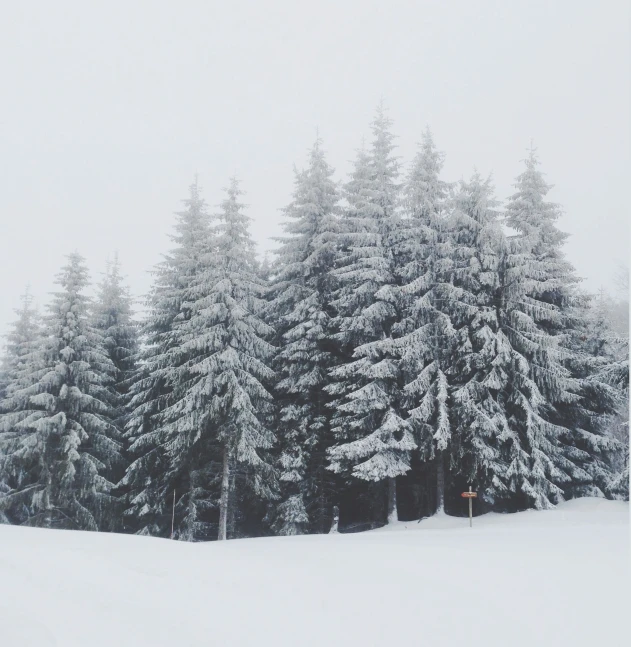 snow covers many pine trees on the hillside