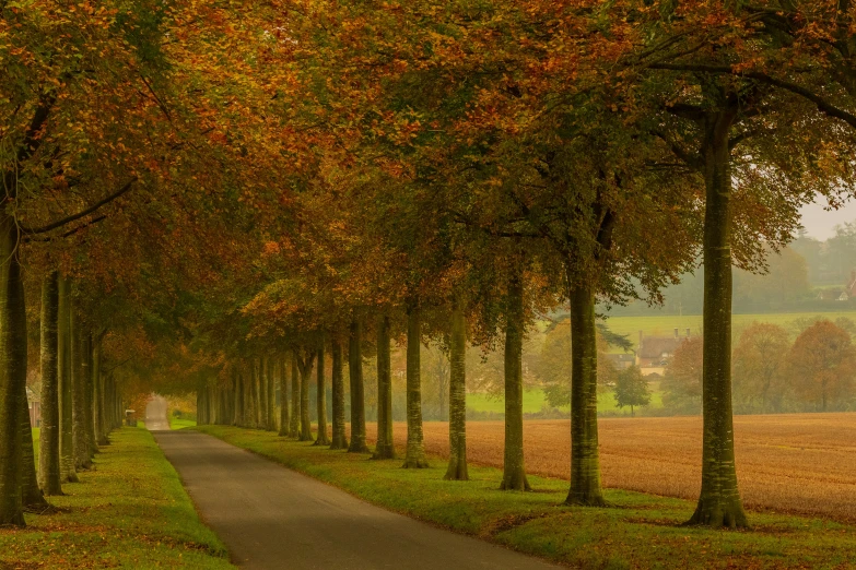 this is an empty path between rows of trees