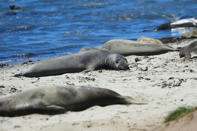 several elephant seals lay on the sand at the water's edge