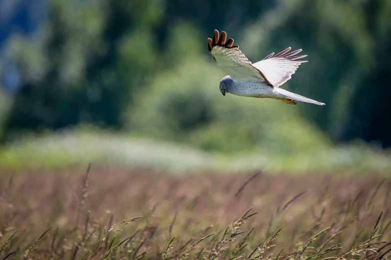 an open white bird flying over the top of a field