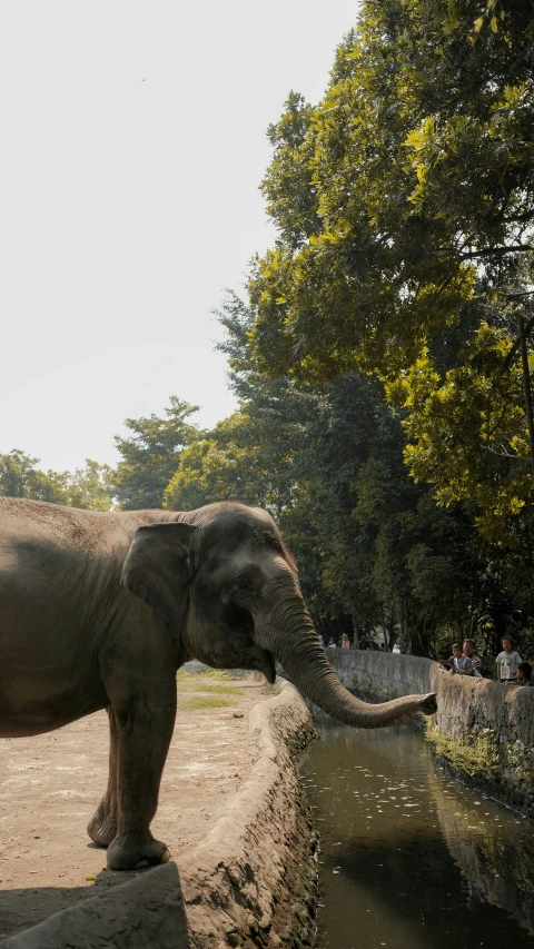 an elephant standing next to the water near many trees