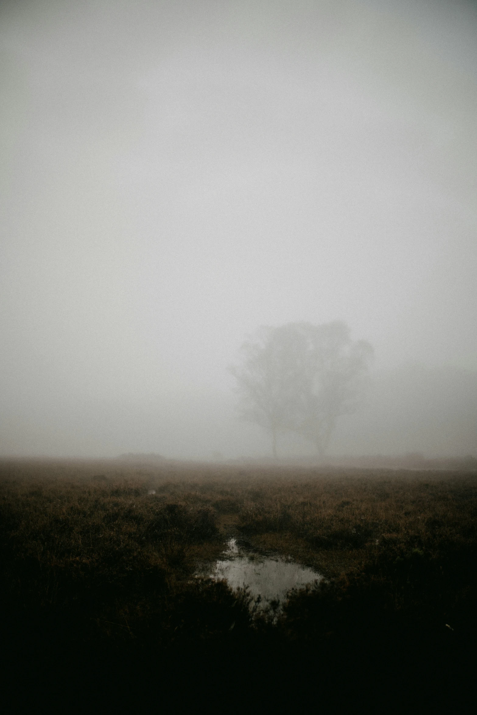 foggy area with small stream on an overcast day