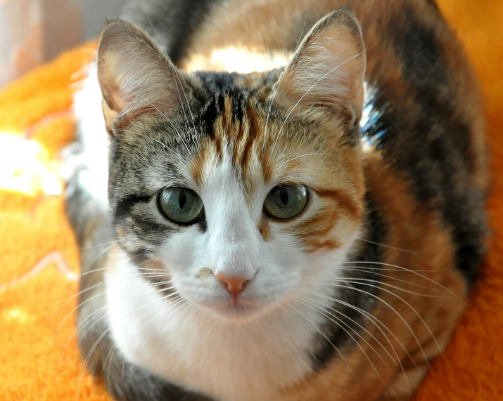 a cat is sitting on an orange blanket