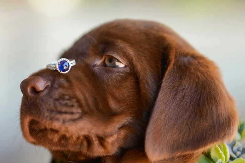 a close up s of a puppy with an evil looking face