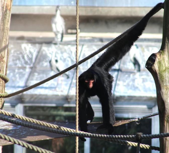 a monkey is standing on rope next to another monkey