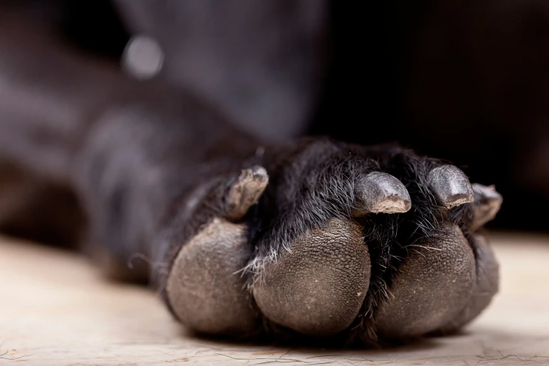 a po of a dog paw that is up close