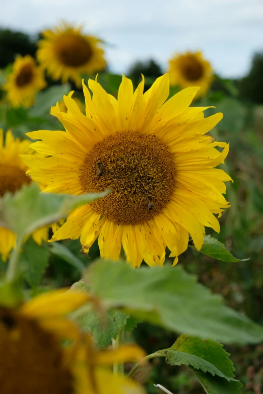 a bee sitting on the center of a yellow flower